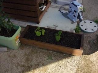 planter06.jpg